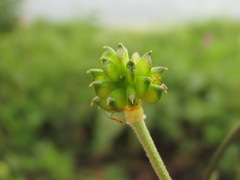 Ranunculus caucasicus
