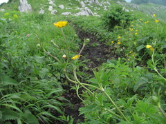 Ranunculus caucasicus