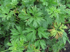 Ranunculus caucasicus