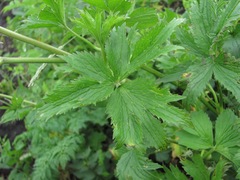Ranunculus caucasicus