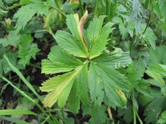 Ranunculus caucasicus