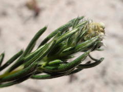 Phylica harveyi