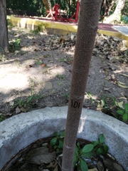 Terminalia kaernbachii