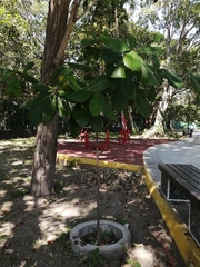 Terminalia kaernbachii