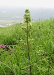 Asperula molluginoides