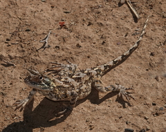 Agama hispida