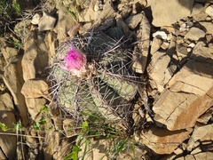 Echinocactus horizonthalonius horizonthalonius