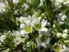 Diosma aspalathoides