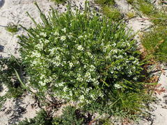Diosma aspalathoides