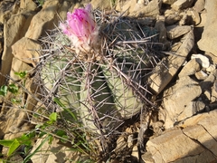 Echinocactus horizonthalonius horizonthalonius