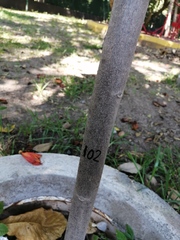 Terminalia kaernbachii