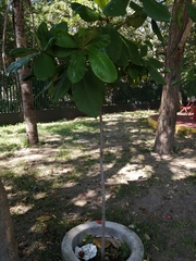 Terminalia kaernbachii