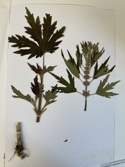 Leonurus quinquelobatus