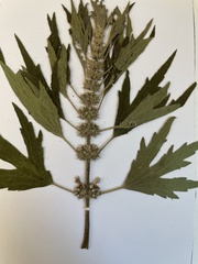 Leonurus quinquelobatus