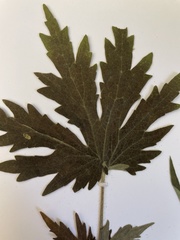 Leonurus quinquelobatus