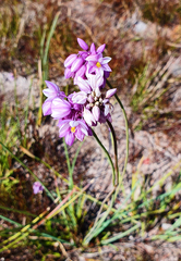 Sowerbaea juncea