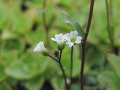 Draba elisabethae