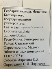 Leonurus quinquelobatus