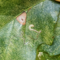 Stigmella saginella