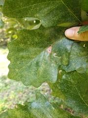 Stigmella saginella