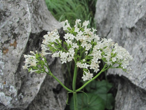 Valeriana alliariifolia