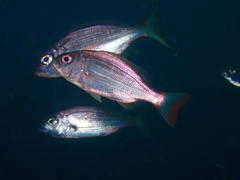 Pterogymnus laniarius