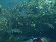 Pterogymnus laniarius