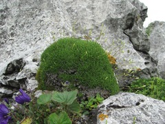 Gypsophila tenuifolia