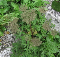 Agasyllis latifolia