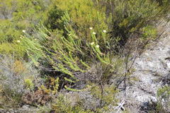 Ursinia trifida