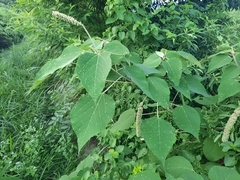 Mallotus apelta
