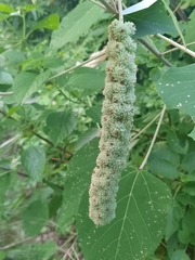 Mallotus apelta
