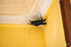 Hirundo tahitica