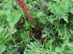 Orobanche colorata
