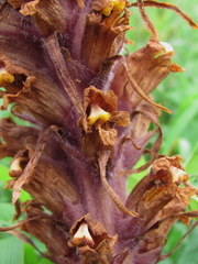 Orobanche colorata