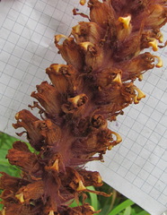 Orobanche colorata