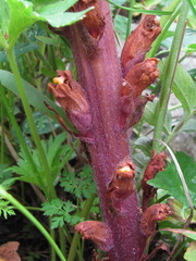 Orobanche colorata