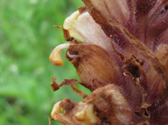 Orobanche colorata