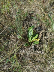 Plantago urvillei