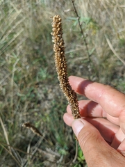 Plantago urvillei