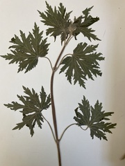 Leonurus quinquelobatus