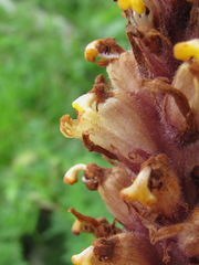 Orobanche colorata