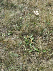 Plantago urvillei