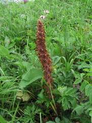 Orobanche colorata
