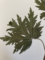 Leonurus quinquelobatus