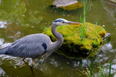 Ardea herodias