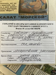 Leonurus quinquelobatus