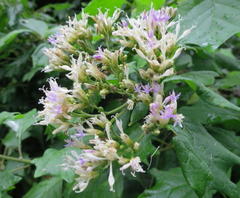 Gymnanthemum capense