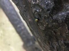 Chrysocoris fascialis