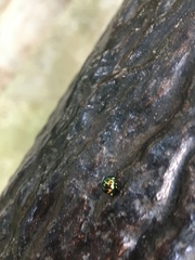 Chrysocoris fascialis